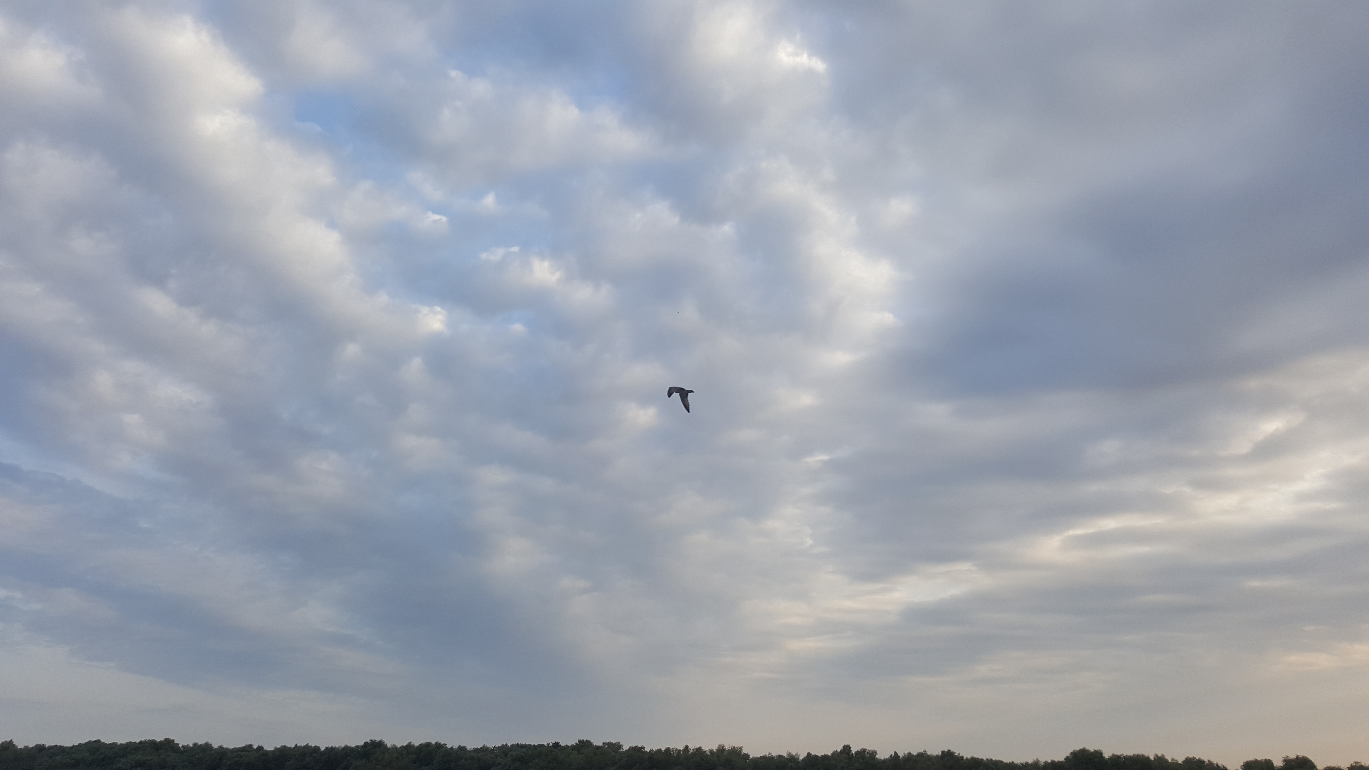 Pescarus singuratic - Delta Dunarii